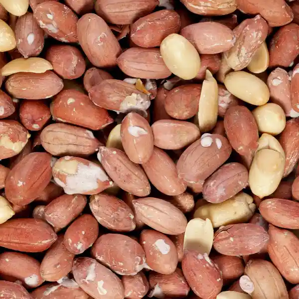 خرید بادام زمینی بنر